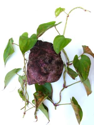 Ipomoea batatas (batata, boniato, camote, papa dulce)